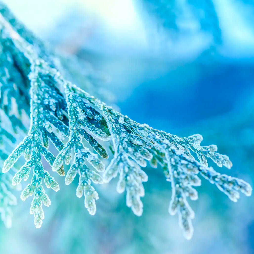 Frosted Juniper- Hanging Oil Diffuser