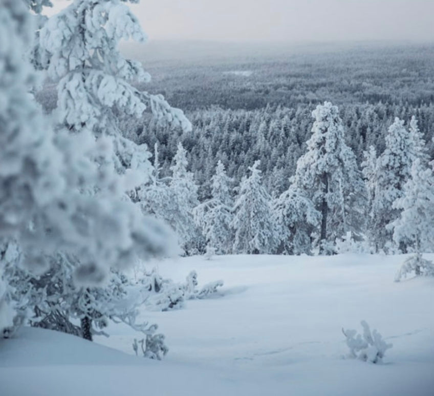 Winter Scents