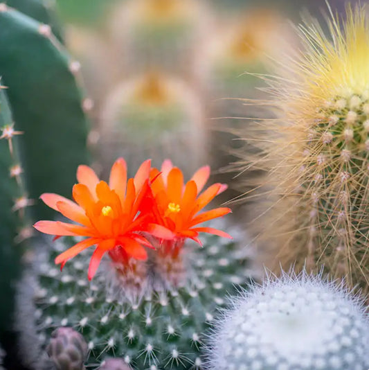 Cactus Flower and Jade- 5 oz Candle